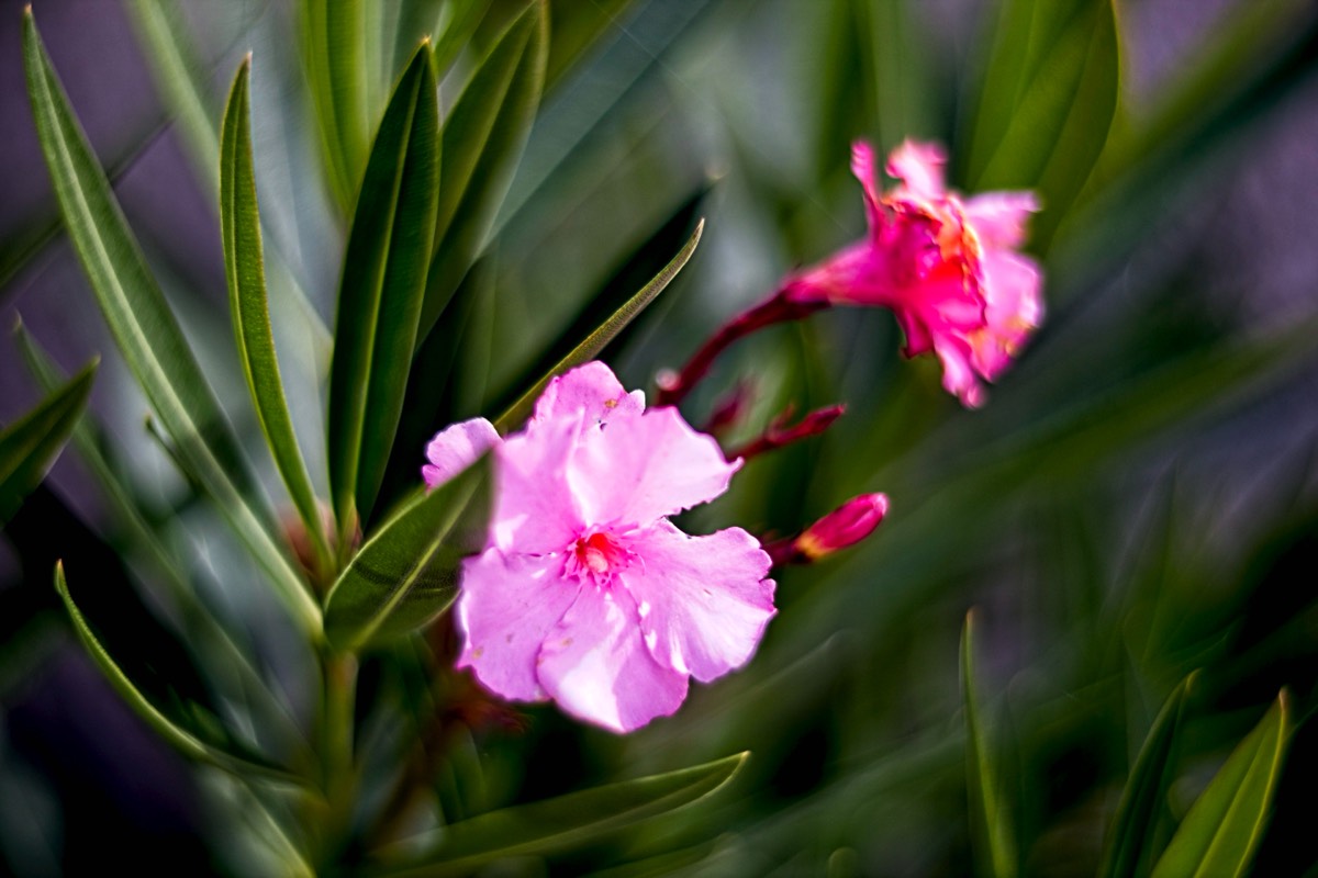 Ernemann Ernostar 100mm f2 by Steve Cushing on a Canon R camera.