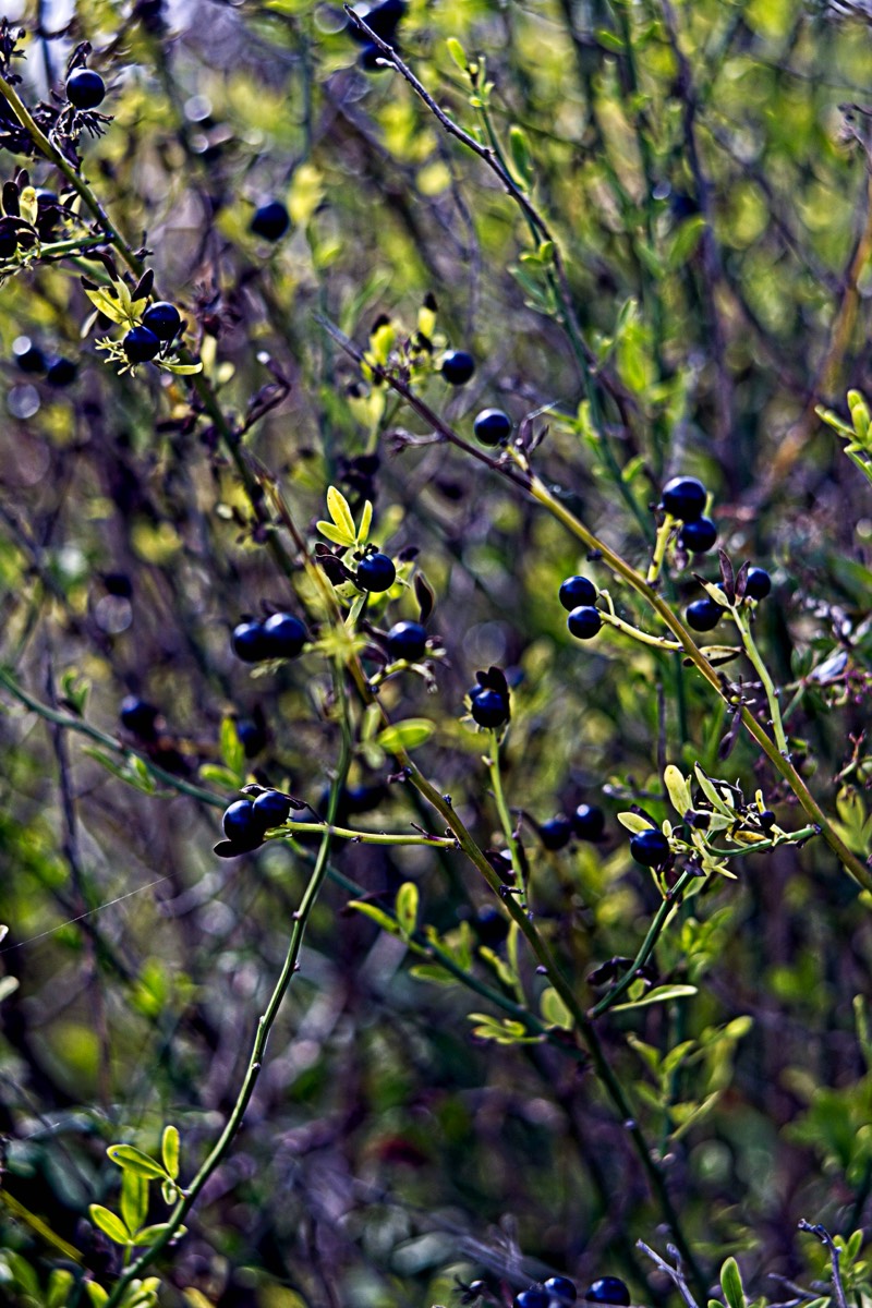 Ernemann Ernostar 100mm f2 by Steve Cushing on a Canon R camera.