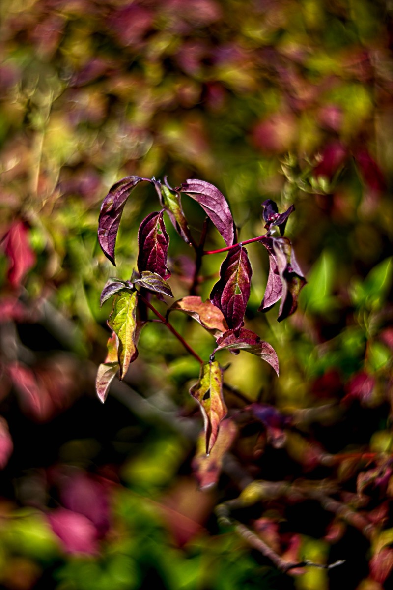 Ernemann Ernostar 100mm f2 by Steve Cushing on a Canon R camera.