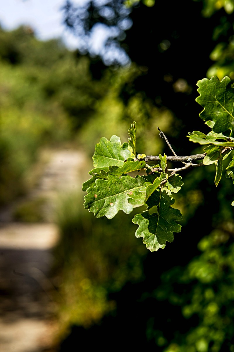 Ernemann Ernostar 100mm f2 by Steve Cushing on a Canon R camera.