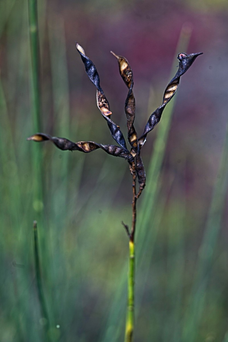 Ernemann Ernostar 100mm f2 by Steve Cushing on a Canon R camera.