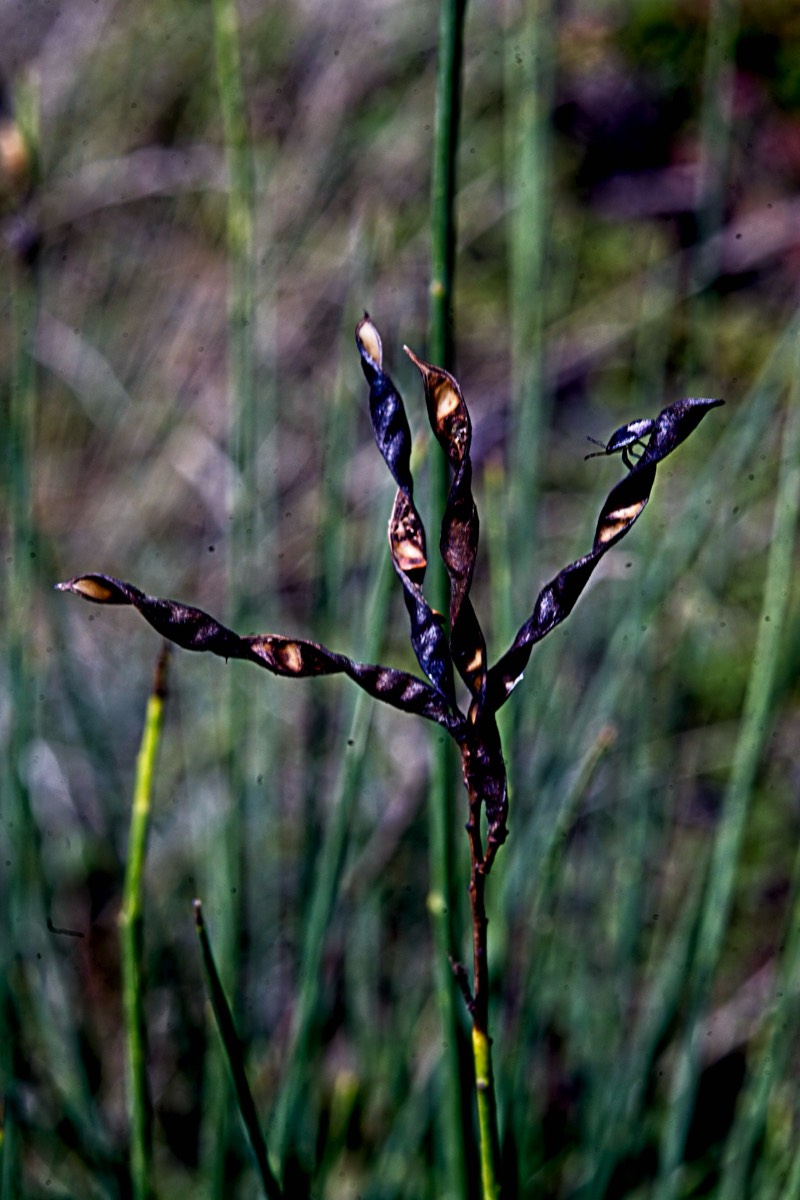 Ernemann Ernostar 100mm f2 by Steve Cushing on a Canon R camera.