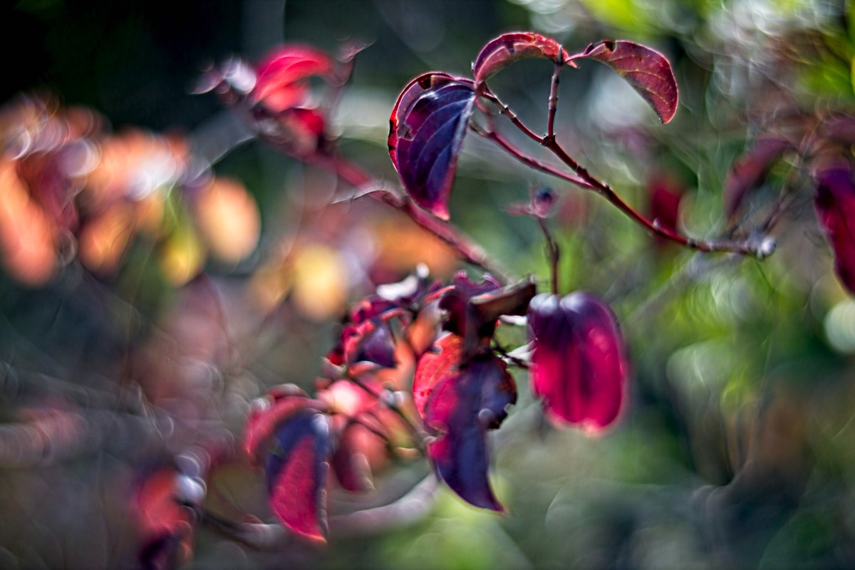 Ernemann Ernostar 100mm f2 by Steve Cushing on a Canon R camera.