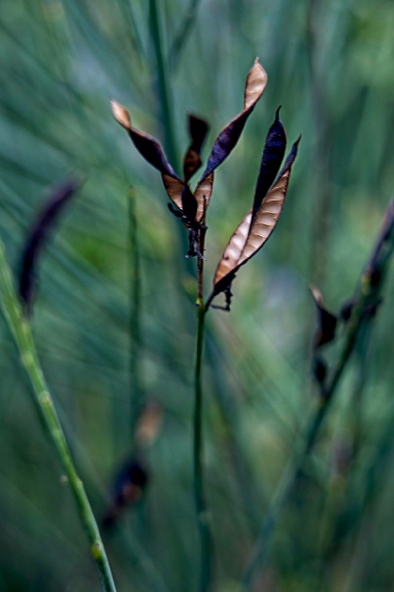Ernemann Ernostar 100mm f2 by Steve Cushing on a Canon R camera.