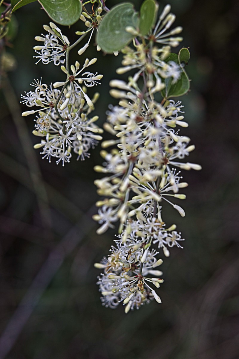 Ernemann Ernostar 100mm f2 by Steve Cushing on a Canon R camera.