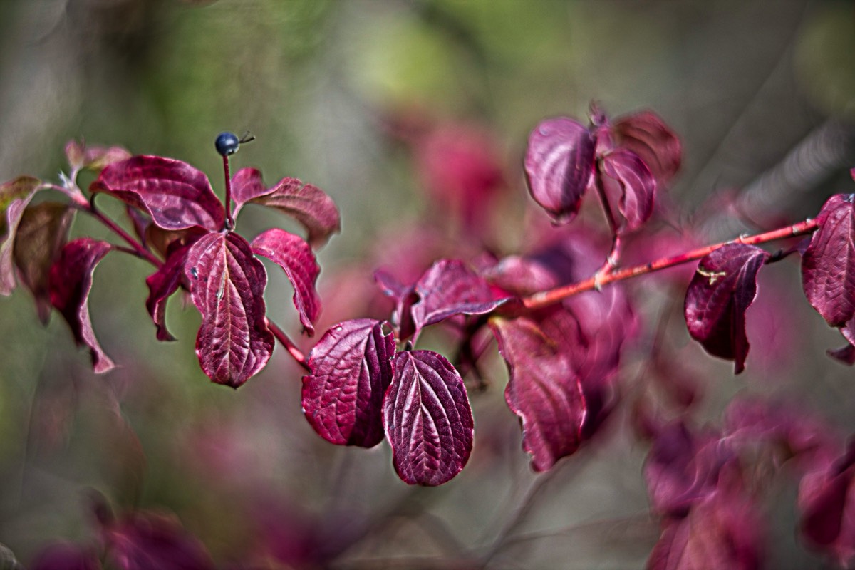Ernemann Ernostar 100mm f2 by Steve Cushing on a Canon R camera.