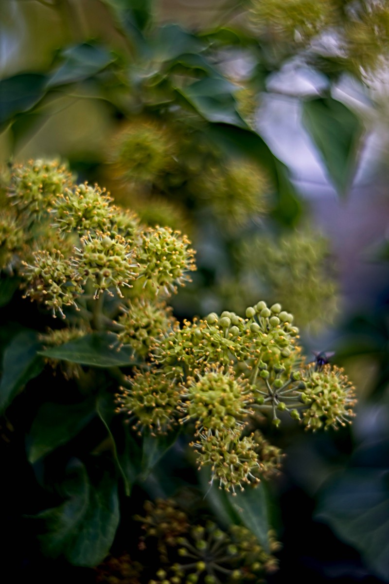 Ernemann Ernostar 100mm f2 by Steve Cushing on a Canon R camera.