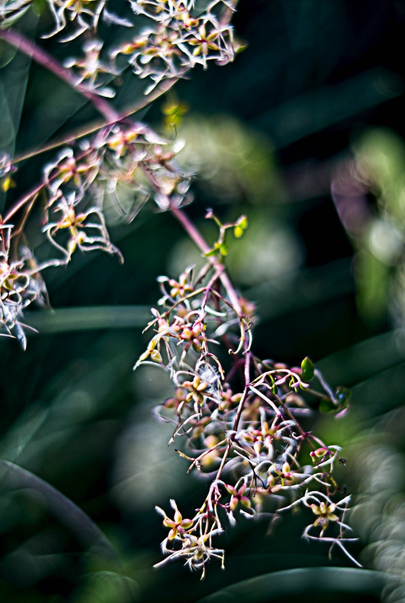 Ernemann Ernostar 100mm f2 by Steve Cushing on a Canon R camera.