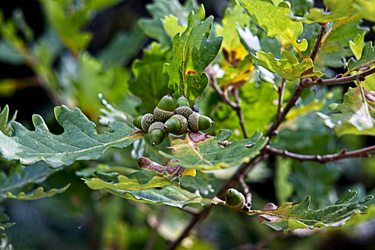Ernemann Ernostar 100mm f2 by Steve Cushing on a Canon R camera.