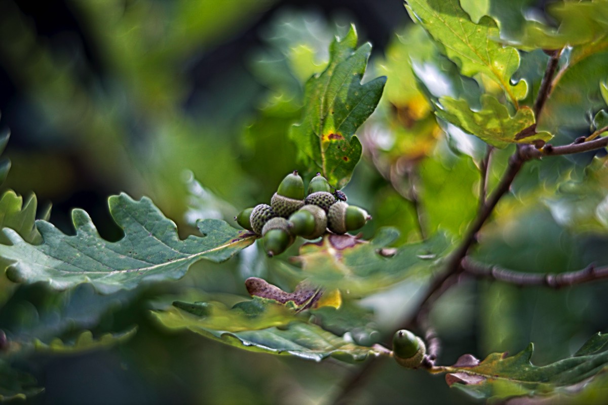 Ernemann Ernostar 100mm f2 by Steve Cushing on a Canon R camera.