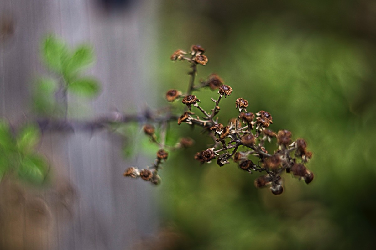 Ernemann Ernostar 100mm f2 by Steve Cushing on a Canon R camera.