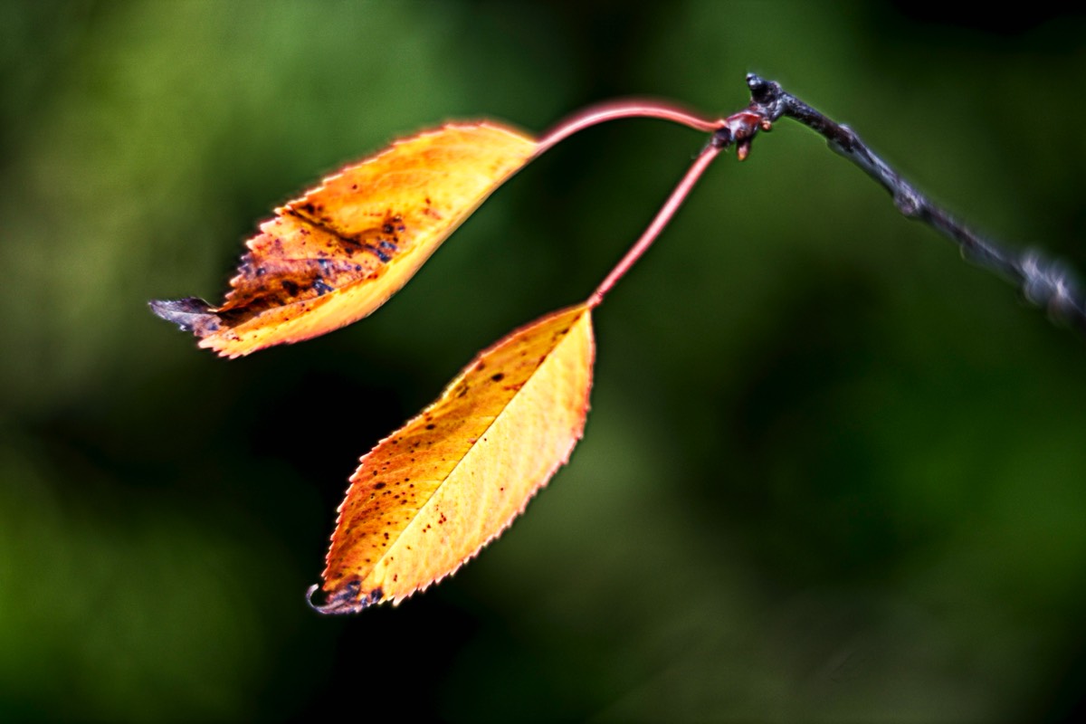 Ernemann Ernostar 100mm f2 by Steve Cushing on a Canon R camera.