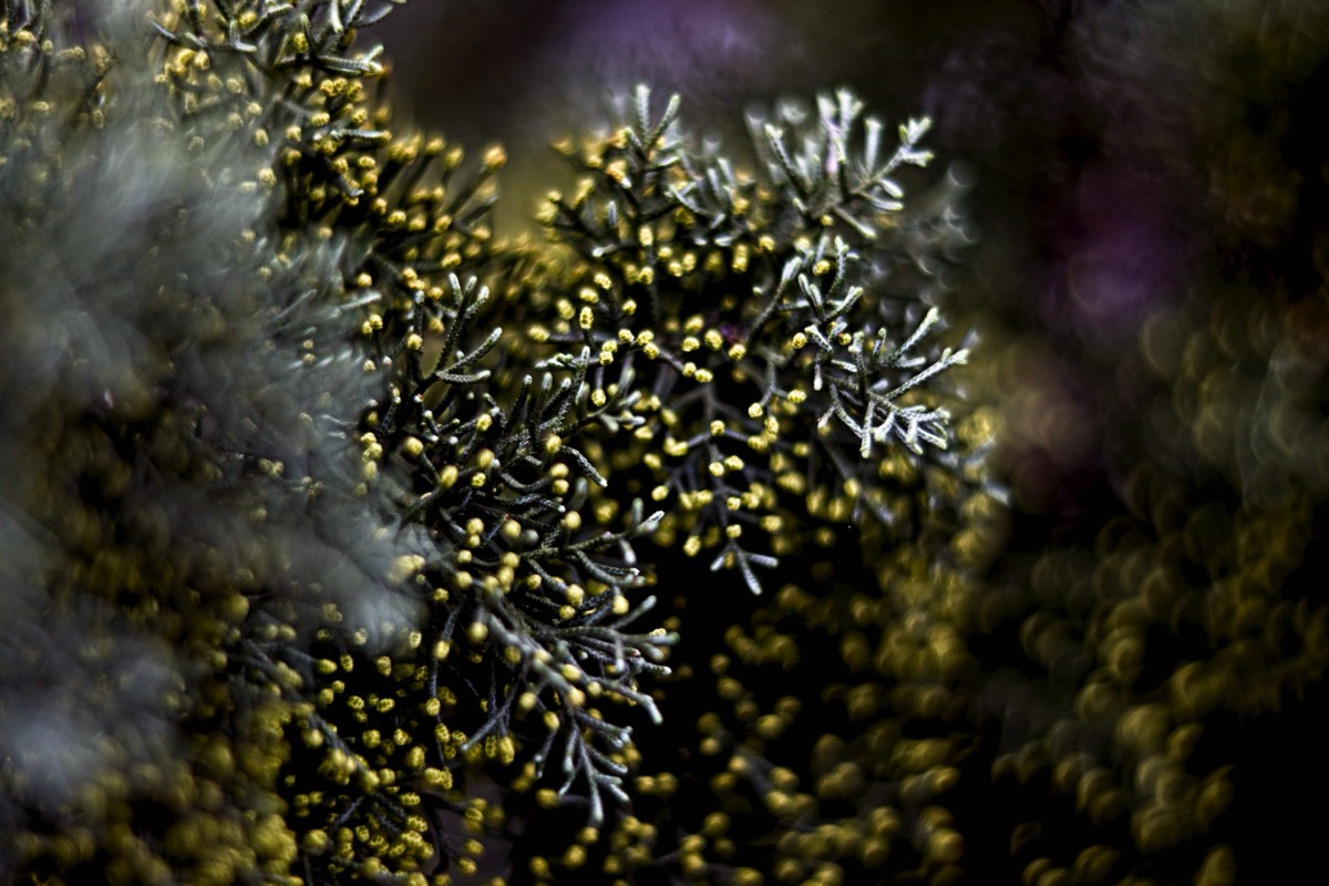 Ernemann Ernostar 100mm f2 by Steve Cushing on a Canon R camera.