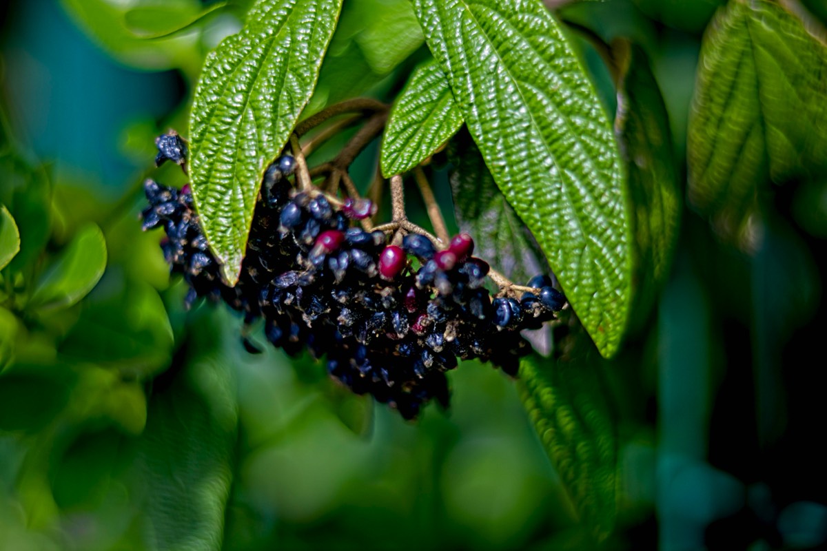 Ernemann Ernostar 100mm f2 by Steve Cushing on a Canon R camera.