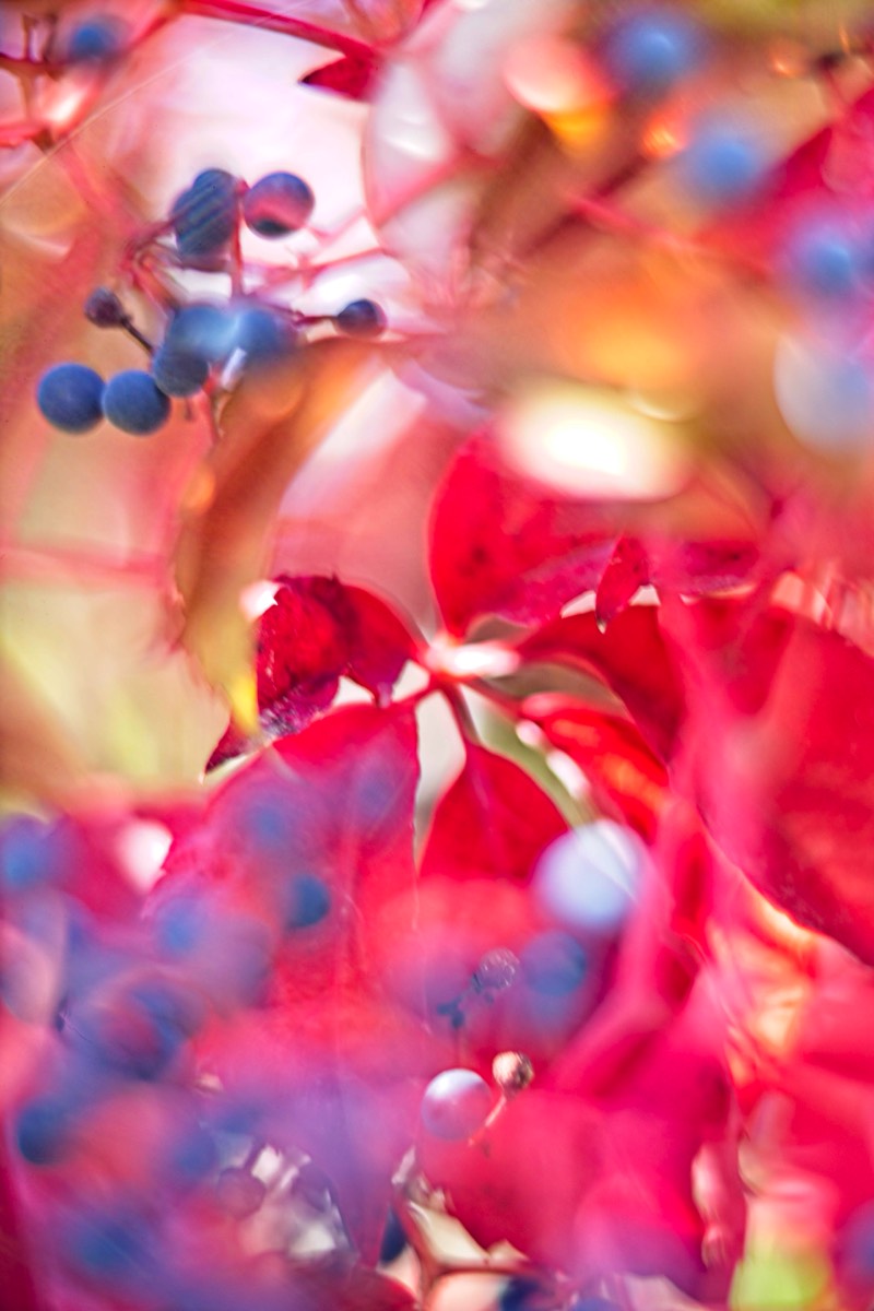 Ernemann Ernostar 100mm f2 by Steve Cushing on a Canon R camera.