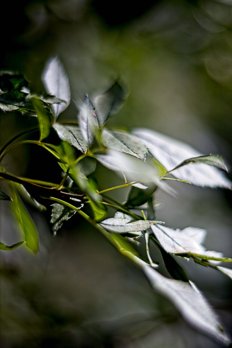 Ernemann Ernostar 100mm f2 by Steve Cushing on a Canon R camera.