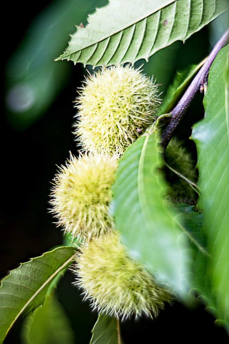Ernemann Ernostar 100mm f2 by Steve Cushing on a Canon R camera.
