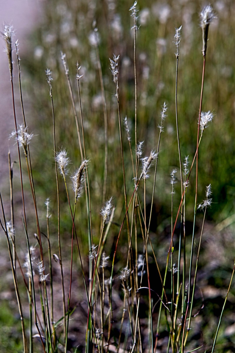 Ernemann Ernostar 100mm f2 by Steve Cushing on a Canon R camera.