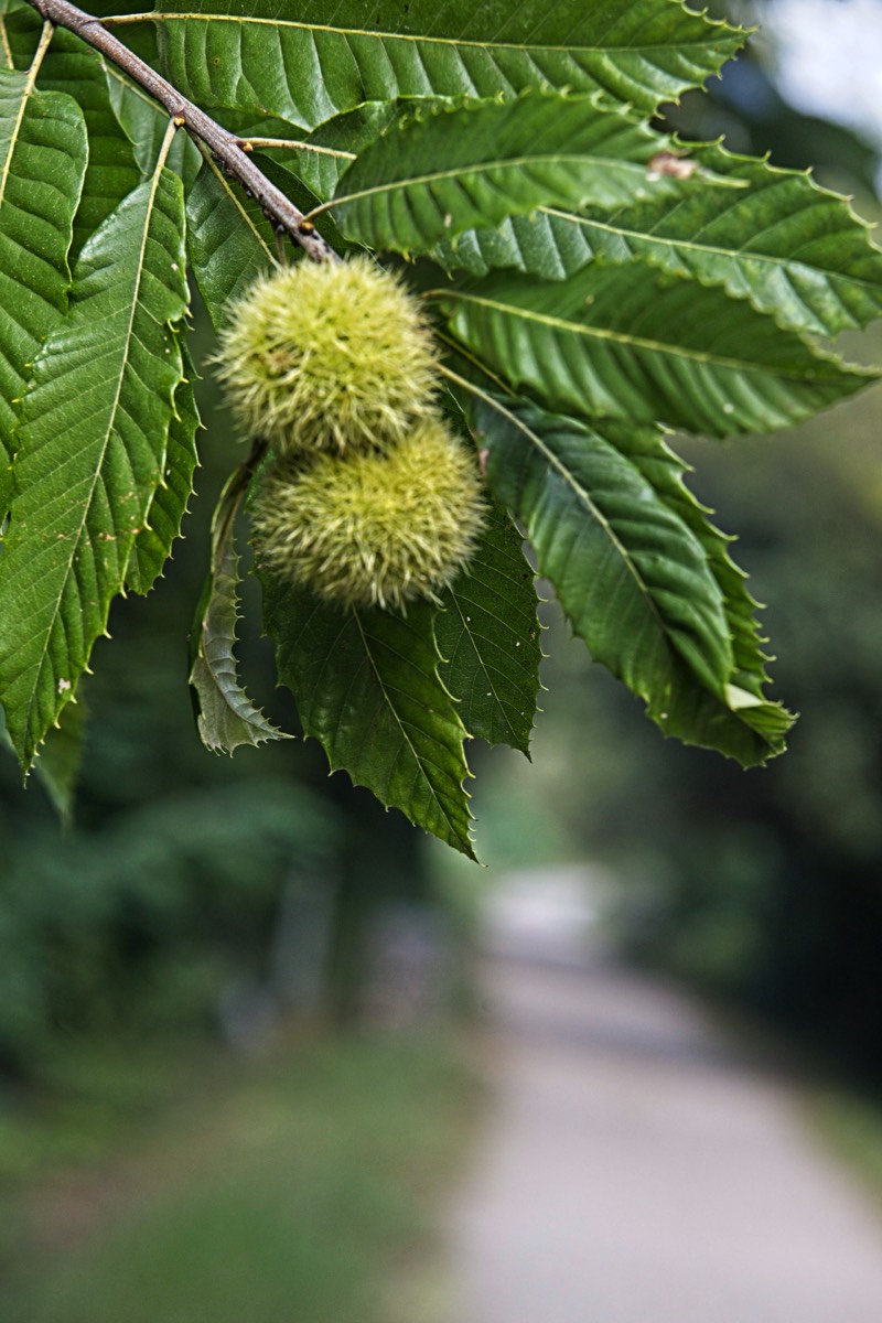 Ernemann Ernostar 100mm f2 by Steve Cushing on a Canon R camera.