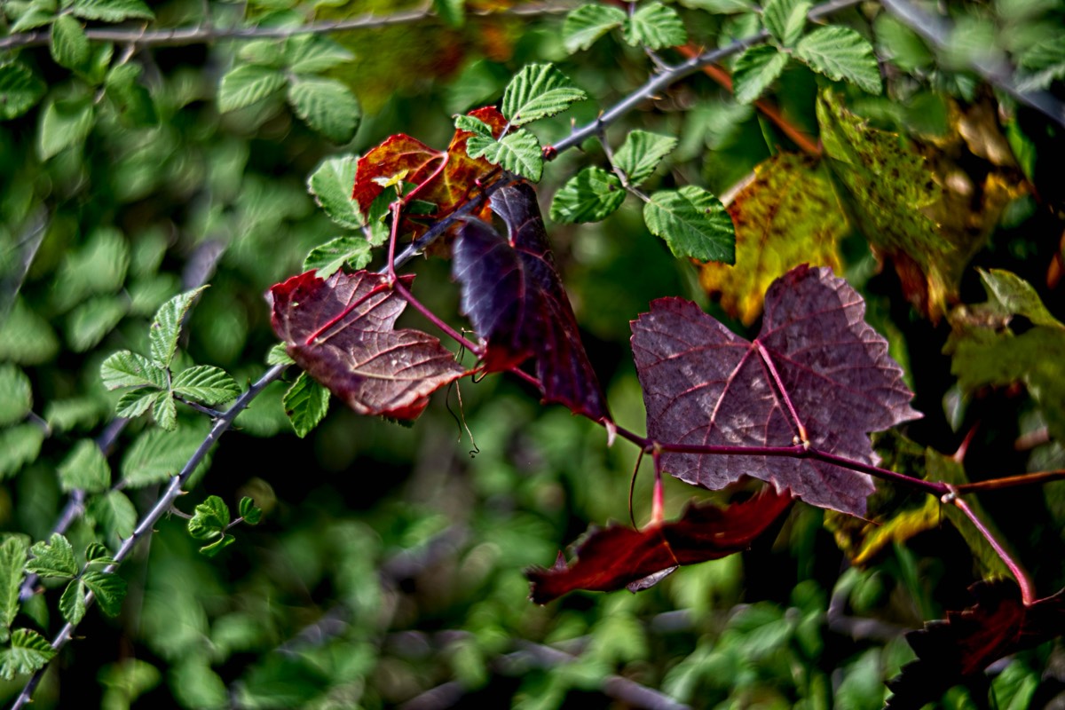 Ernemann Ernostar 100mm f2 by Steve Cushing on a Canon R camera.