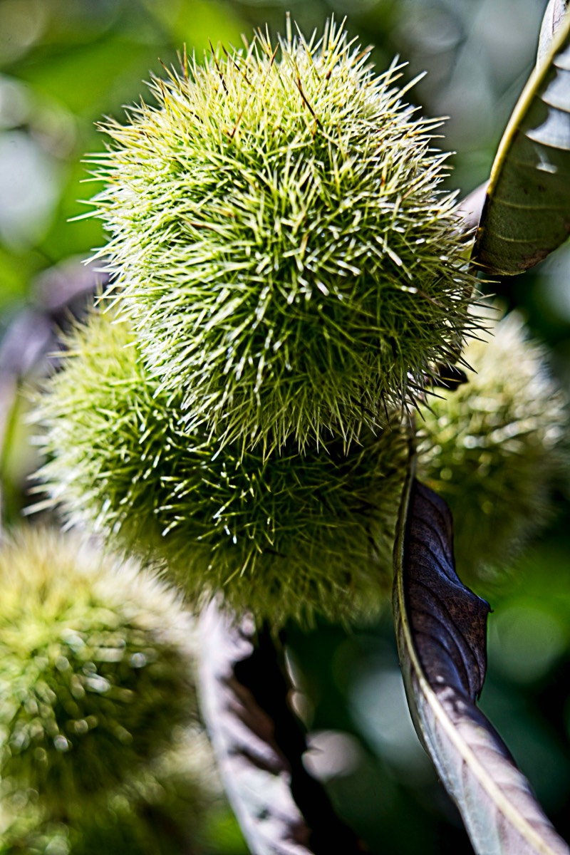 Ernemann Ernostar 100mm f2 by Steve Cushing on a Canon R camera.