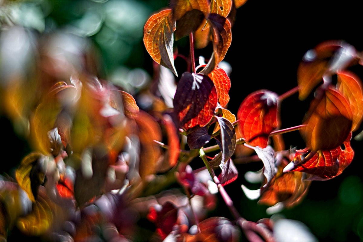 Ernemann Ernostar 100mm f2 by Steve Cushing on a Canon R camera.