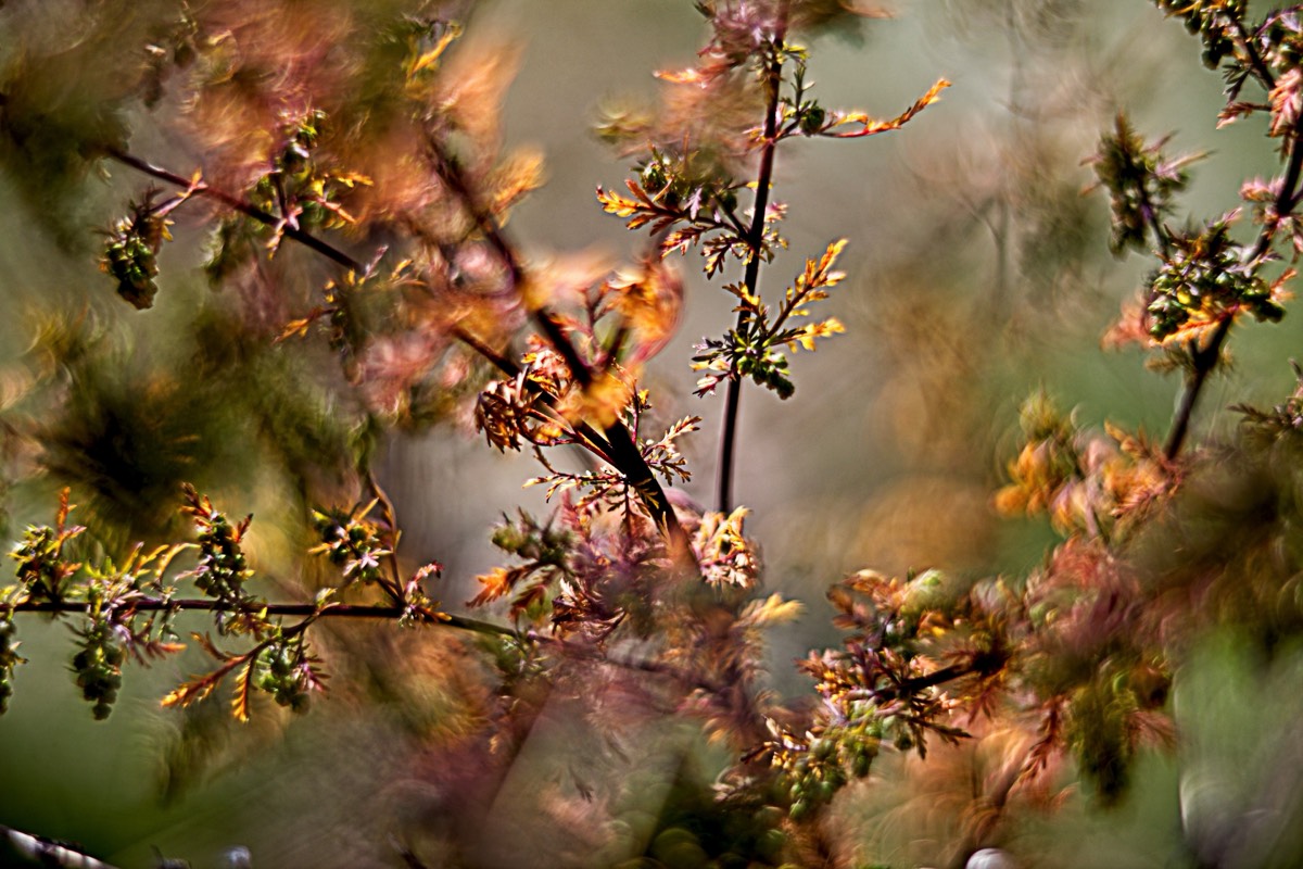 Ernemann Ernostar 100mm f2 by Steve Cushing on a Canon R camera.