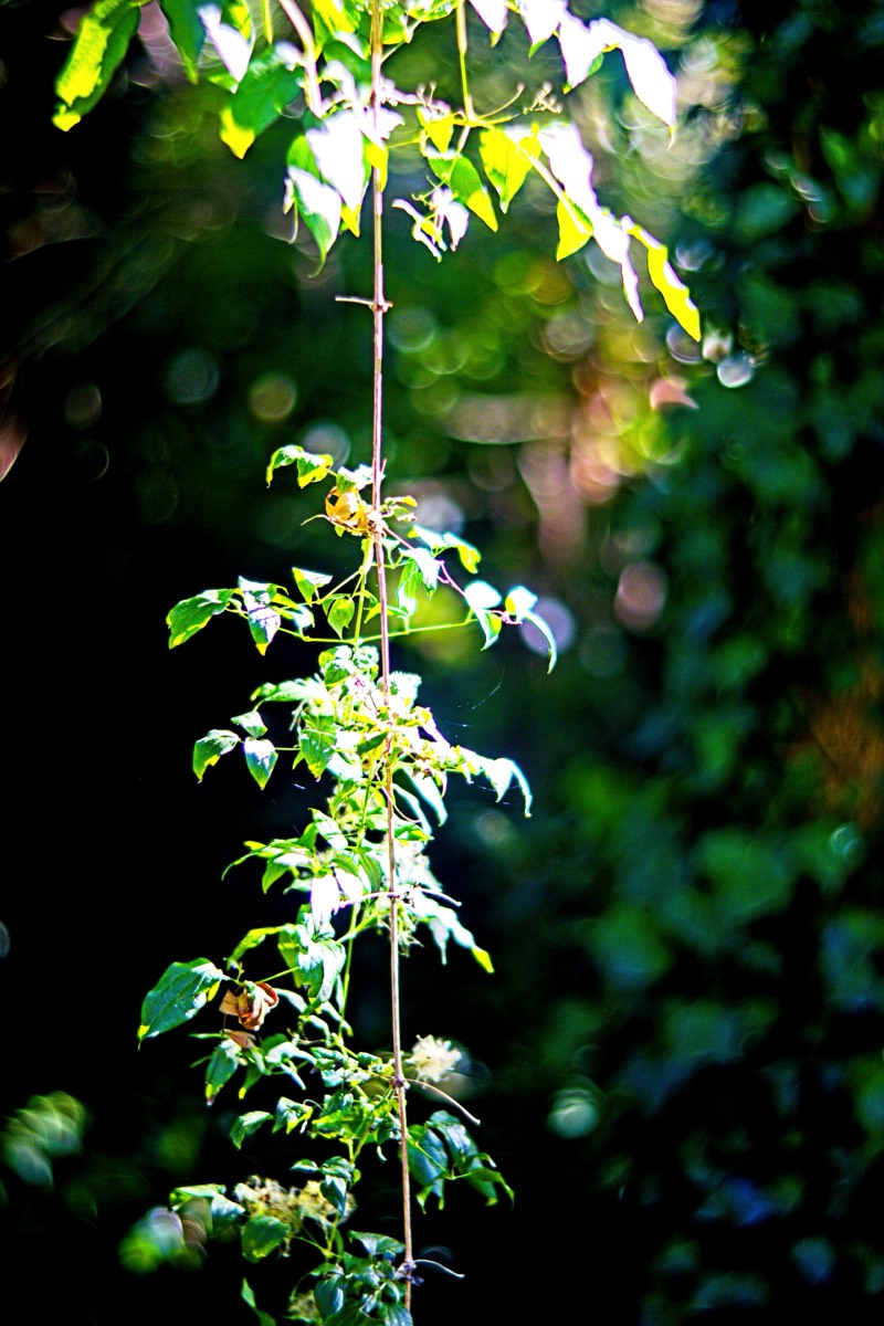 Ernemann Ernostar 100mm f2 by Steve Cushing on a Canon R camera.