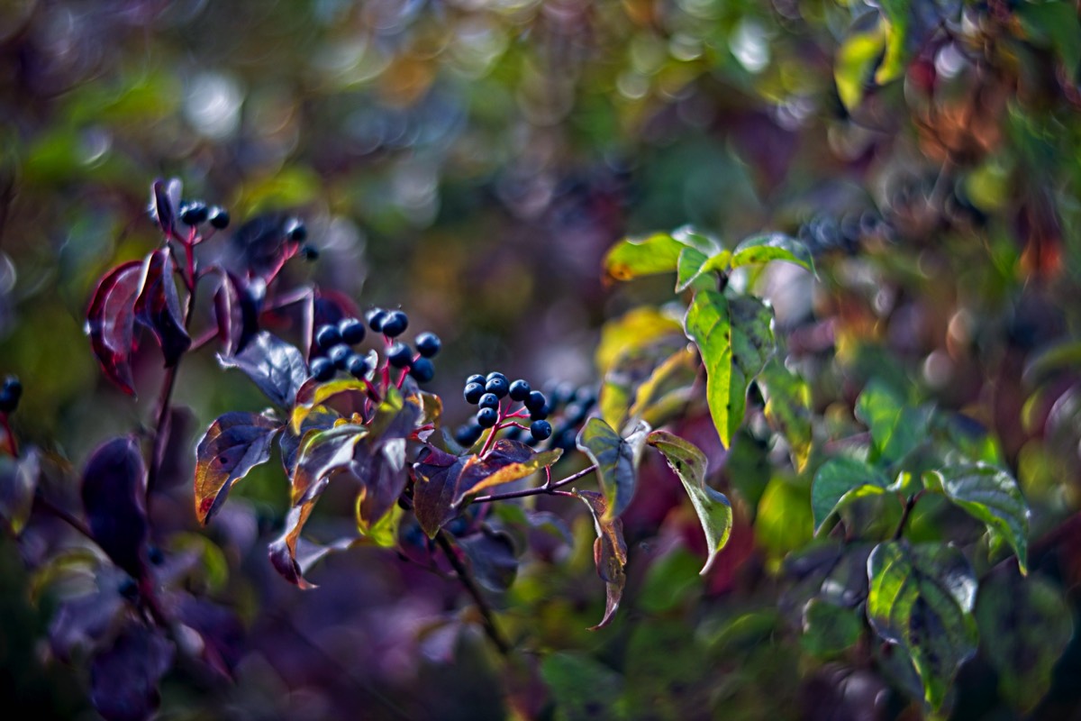 Ernemann Ernostar 100mm f2 by Steve Cushing on a Canon R camera.