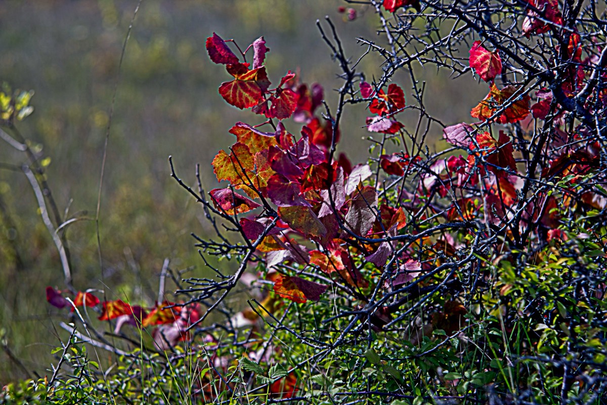 Ernemann Ernostar 100mm f2 by Steve Cushing on a Canon R camera.