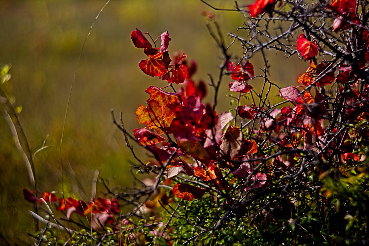 Ernemann Ernostar 100mm f2 by Steve Cushing on a Canon R camera.