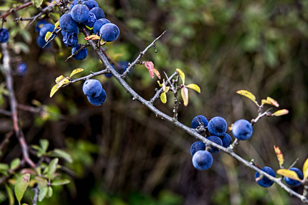 Ernemann Ernostar 100mm f2 by Steve Cushing on a Canon R camera.