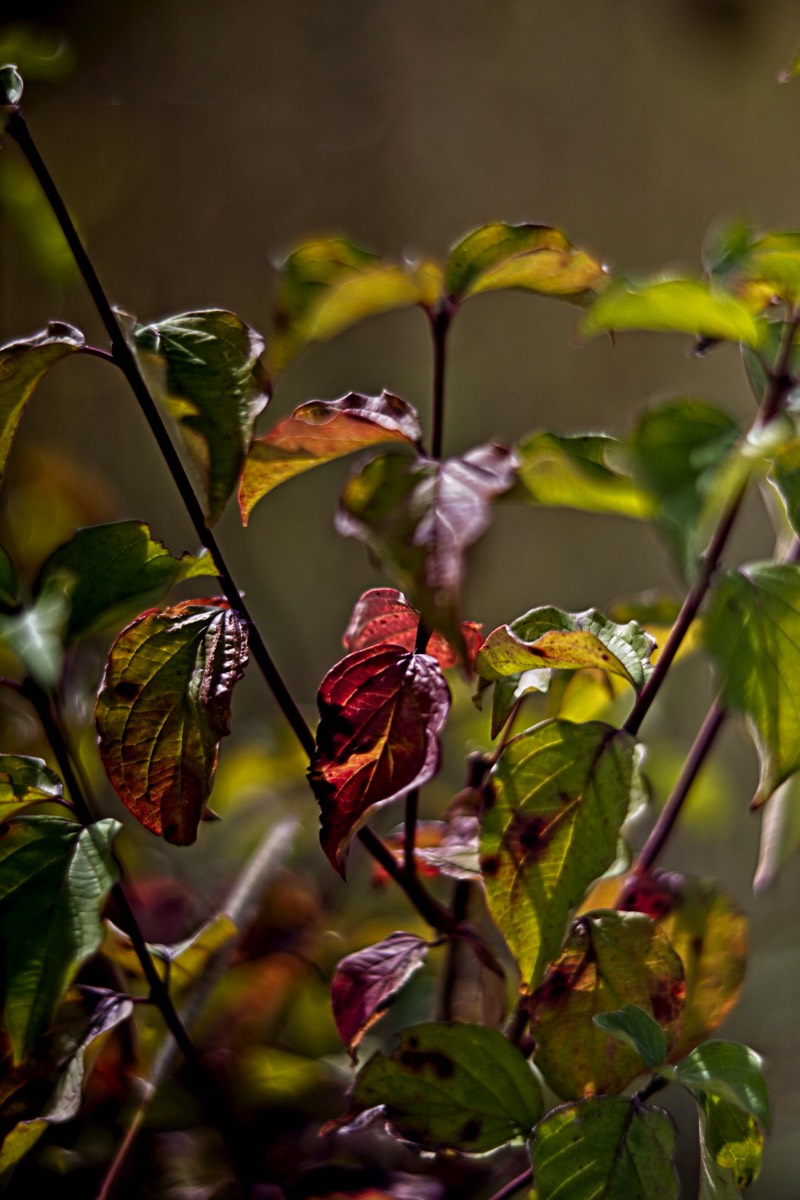 Ernemann Ernostar 100mm f2 by Steve Cushing on a Canon R camera.
