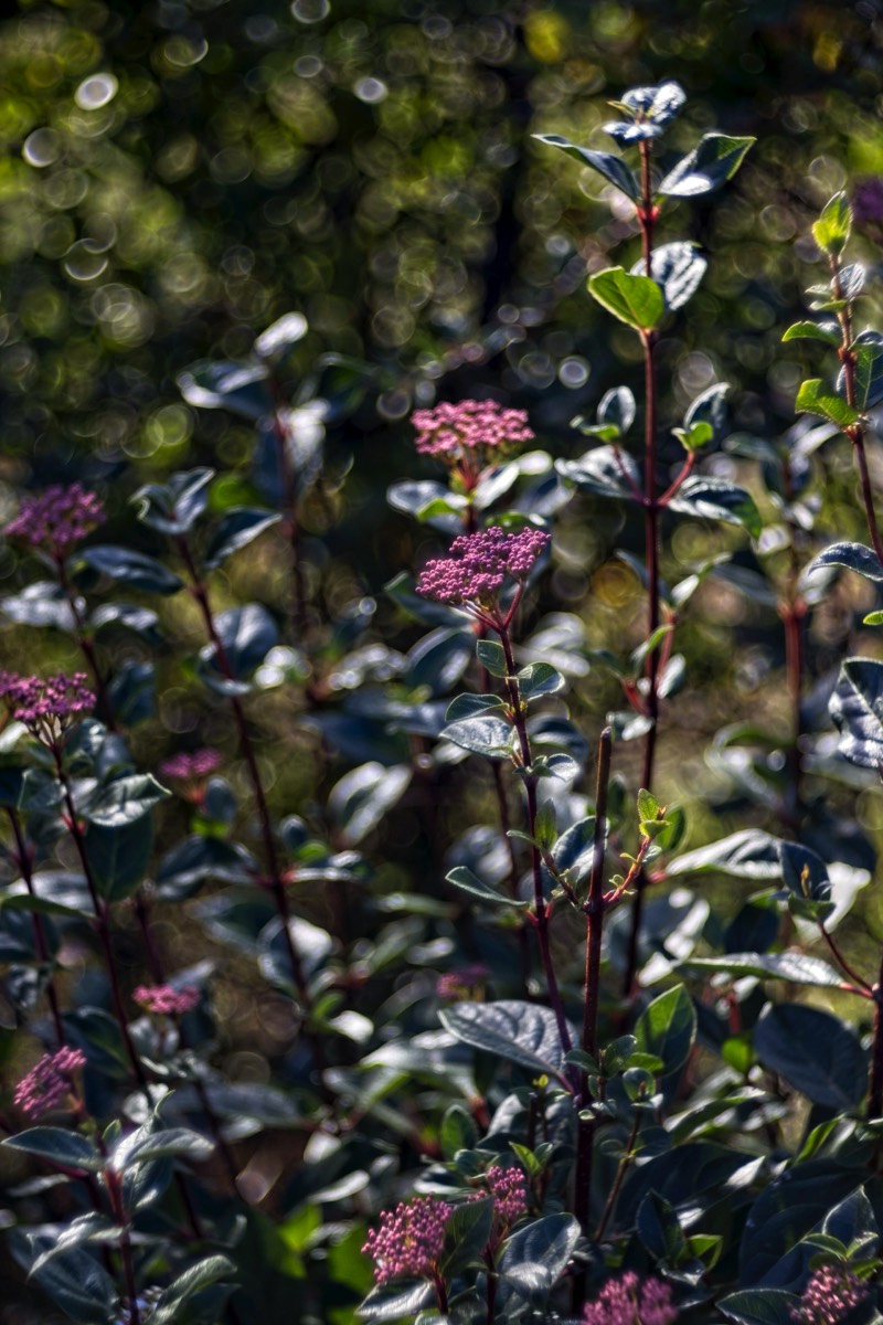 Series of images taken by Steve Cushing on Meyer-Optik Görlitz Diaplan 80mm f2.8 and mirrorless camera using old lens and homemade adapter. 