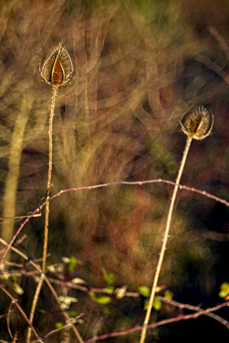 Series of images taken by Steve Cushing on Meyer-Optik Görlitz Diaplan 80mm f2.8 and mirrorless camera using old lens and homemade adapter. 