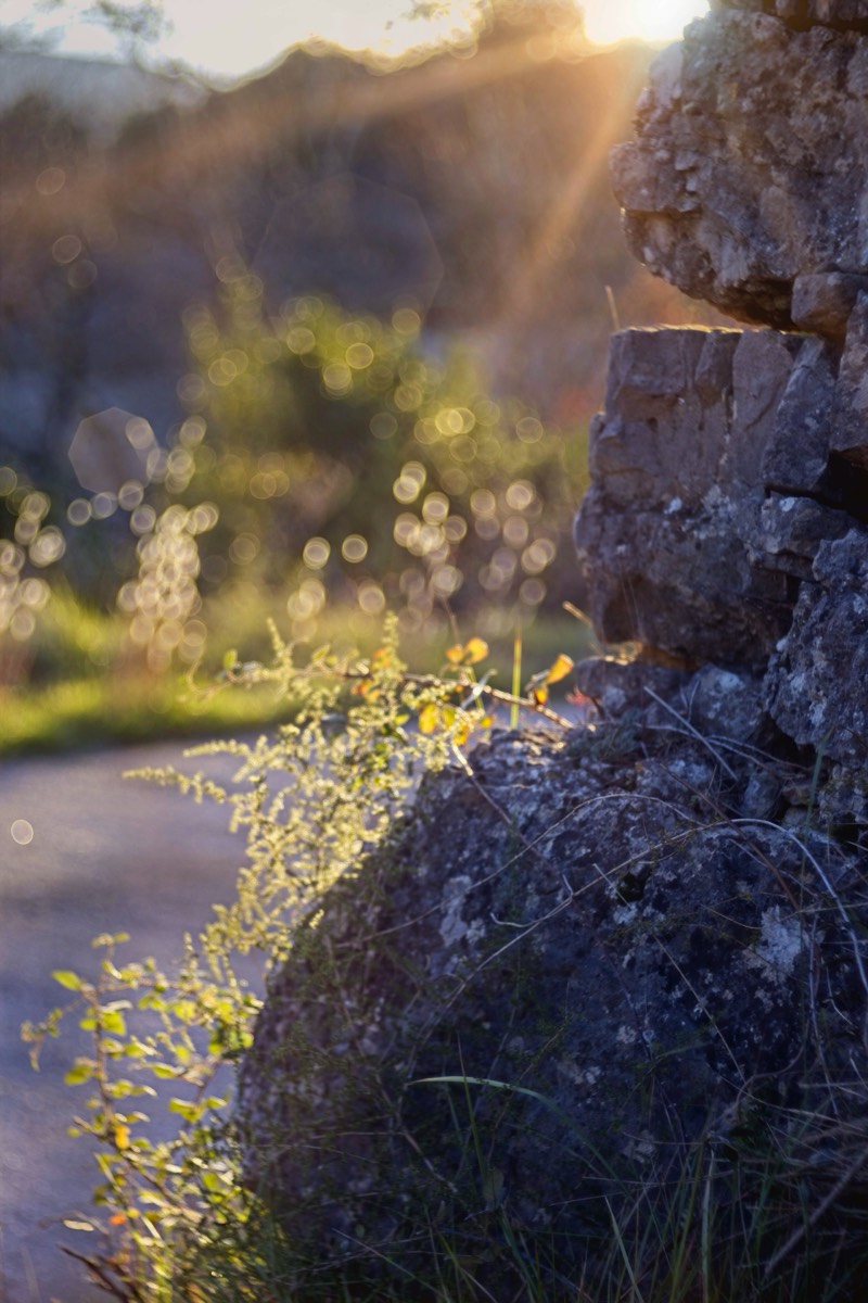 Series of images taken by Steve Cushing on Meyer-Optik Görlitz Diaplan 80mm f2.8 and mirrorless camera using old lens and homemade adapter. 