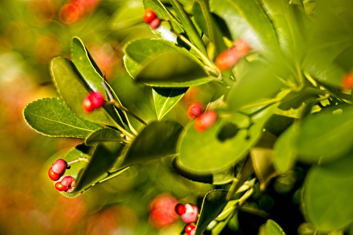 Series of images taken by Steve Cushing on Meyer-Optik Görlitz Diaplan 80mm f2.8 and mirrorless camera using old lens and homemade adapter. 