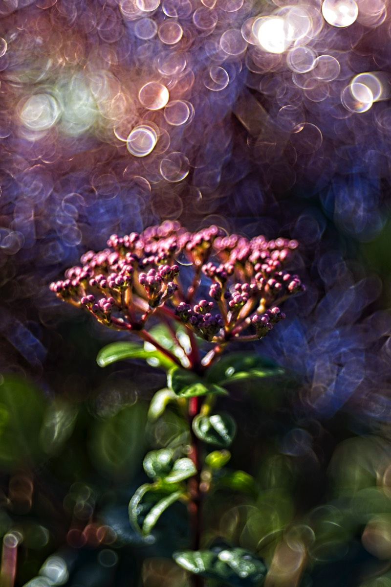 Series of images taken by Steve Cushing on Meyer-Optik Görlitz Diaplan 80mm f2.8 and mirrorless camera using old lens and homemade adapter. 