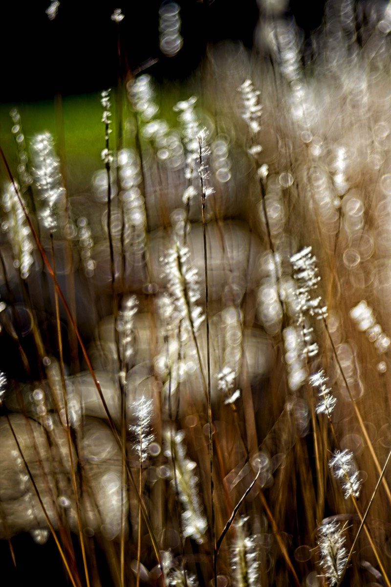 Series of images taken by Steve Cushing on Meyer-Optik Görlitz Diaplan 80mm f2.8 and mirrorless camera using old lens and homemade adapter. 