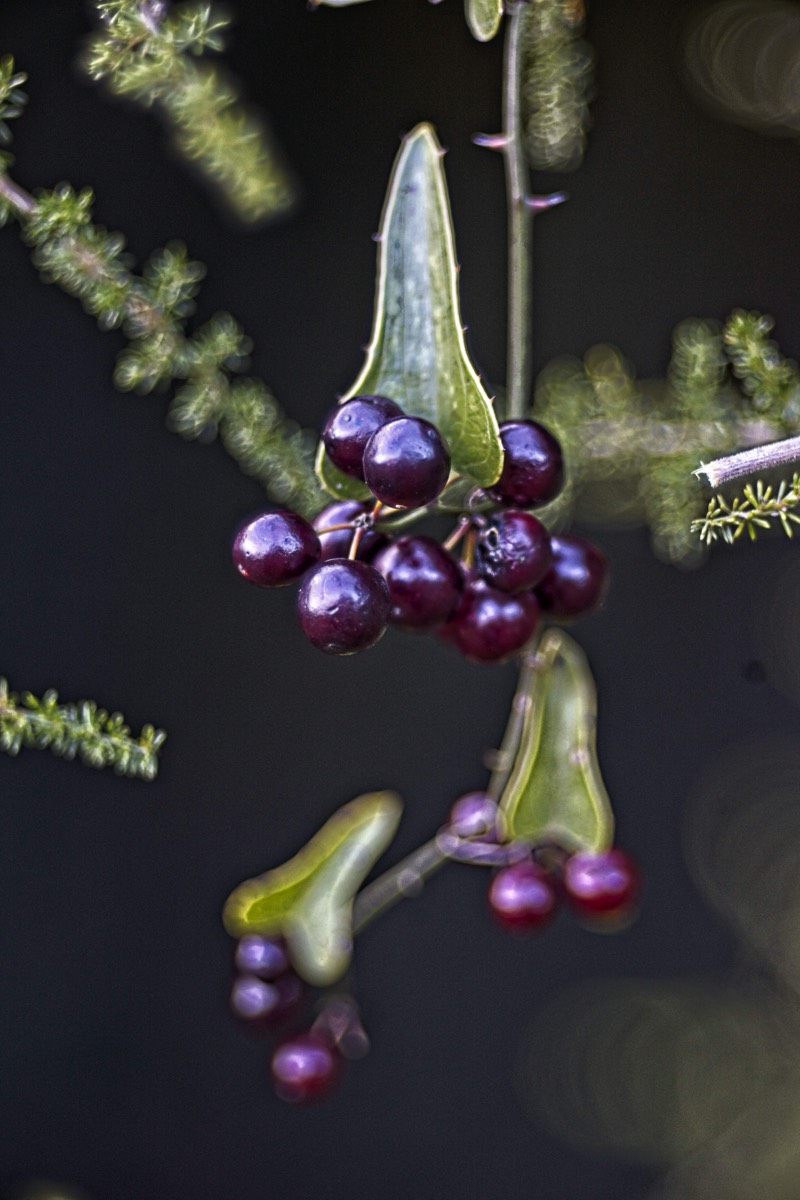 Series of images taken by Steve Cushing on Meyer-Optik Görlitz Diaplan 80mm f2.8 and mirrorless camera using old lens and homemade adapter. 