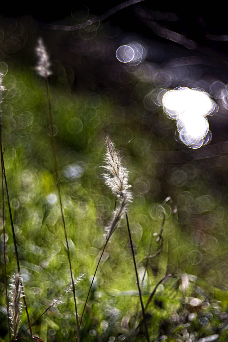 Series of images taken by Steve Cushing on Meyer-Optik Görlitz Diaplan 80mm f2.8 and mirrorless camera using old lens and homemade adapter. 