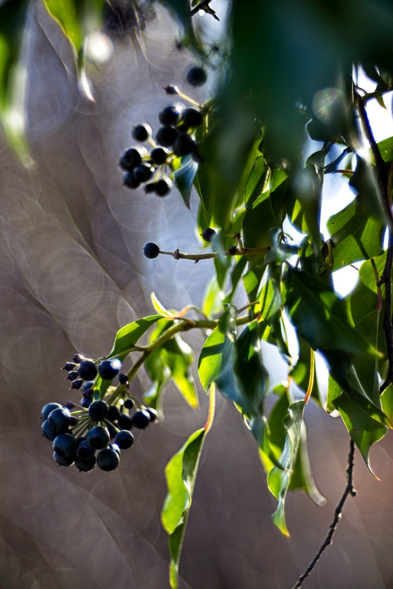 Series of images taken by Steve Cushing on Meyer-Optik Görlitz Diaplan 80mm f2.8 and mirrorless camera using old lens and homemade adapter. 