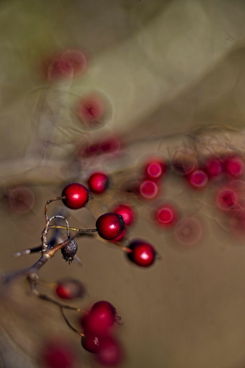 Series of images taken by Steve Cushing on Meyer-Optik Görlitz Diaplan 80mm f2.8 and mirrorless camera using old lens and homemade adapter. 