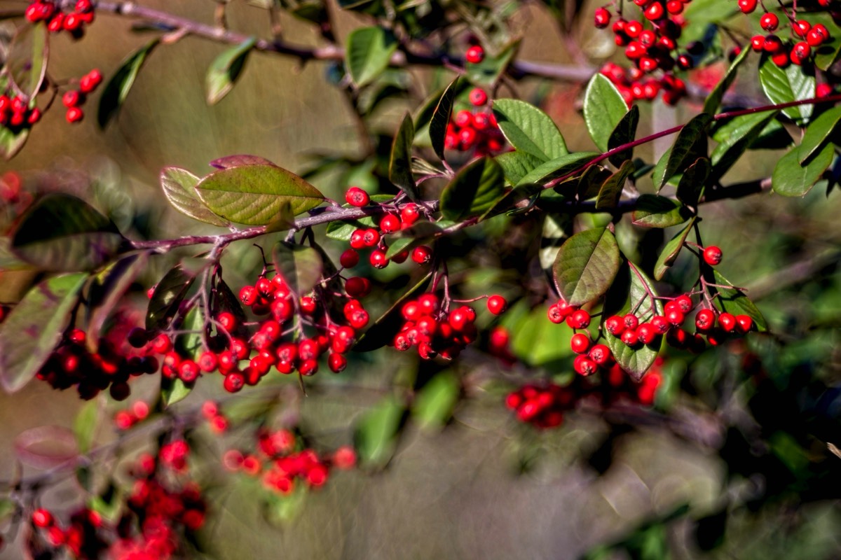 Series of images taken by Steve Cushing on Meyer-Optik Görlitz Diaplan 80mm f2.8 and mirrorless camera using old lens and homemade adapter. 