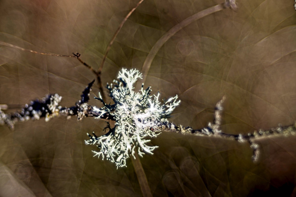 Series of images taken by Steve Cushing on Meyer-Optik Görlitz Diaplan 80mm f2.8 and mirrorless camera using old lens and homemade adapter. 