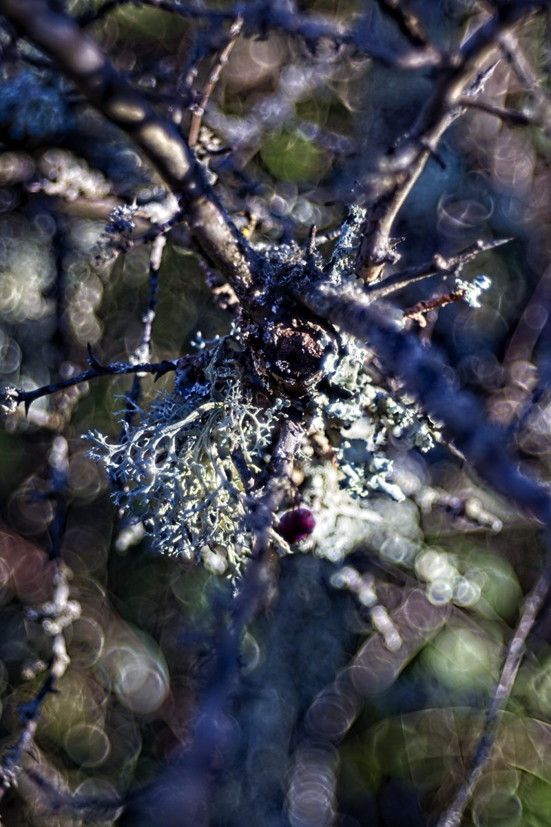 Series of images taken by Steve Cushing on Meyer-Optik Görlitz Diaplan 80mm f2.8 and mirrorless camera using old lens and homemade adapter. 