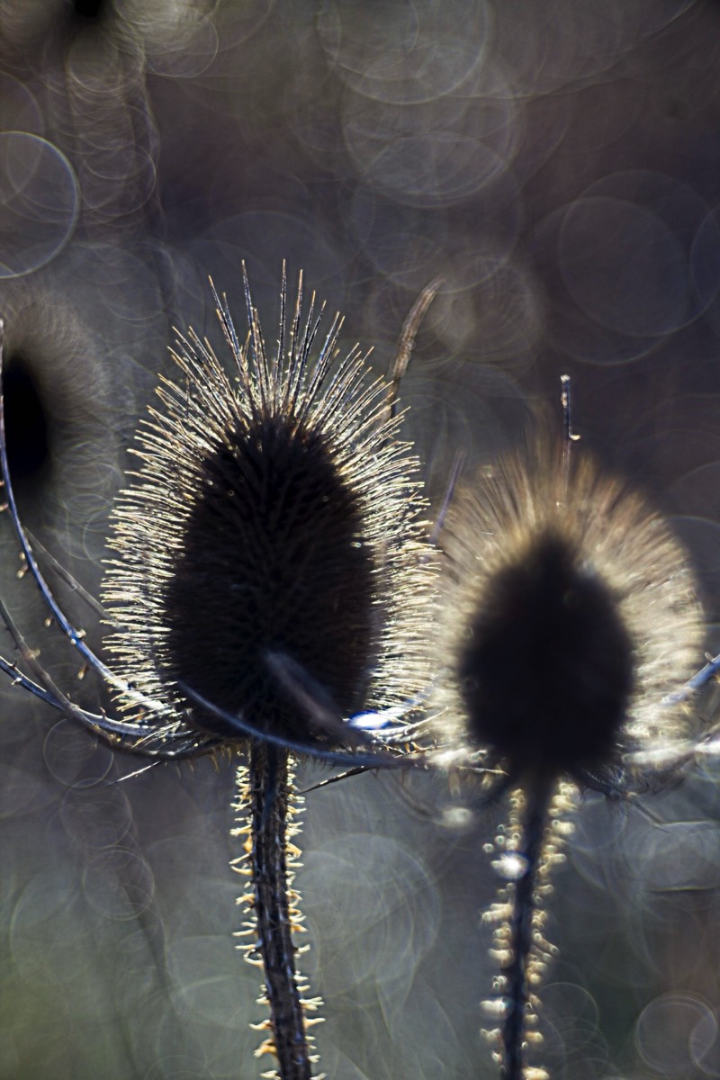 Series of images taken by Steve Cushing on Meyer-Optik Görlitz Diaplan 80mm f2.8 and mirrorless camera using old lens and homemade adapter. 