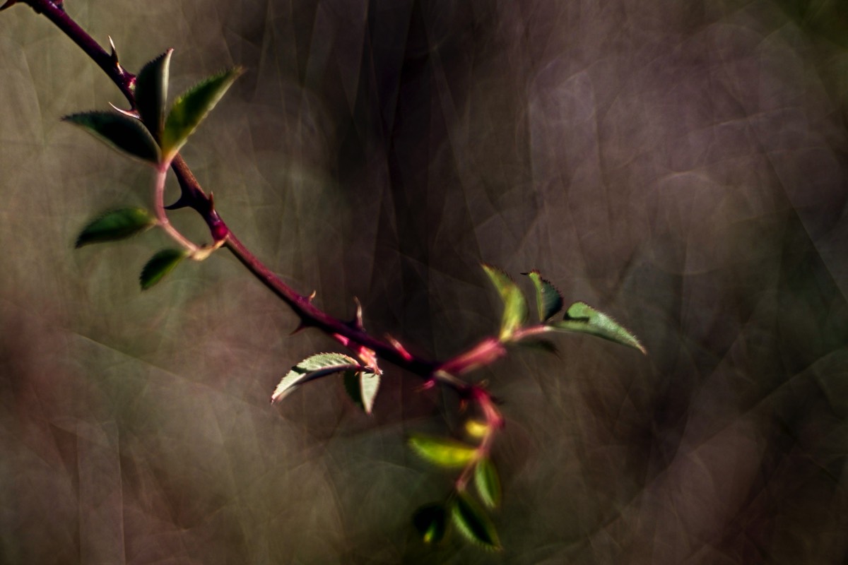 Series of images taken by Steve Cushing on Meyer-Optik Görlitz Diaplan 80mm f2.8 and mirrorless camera using old lens and homemade adapter. 
