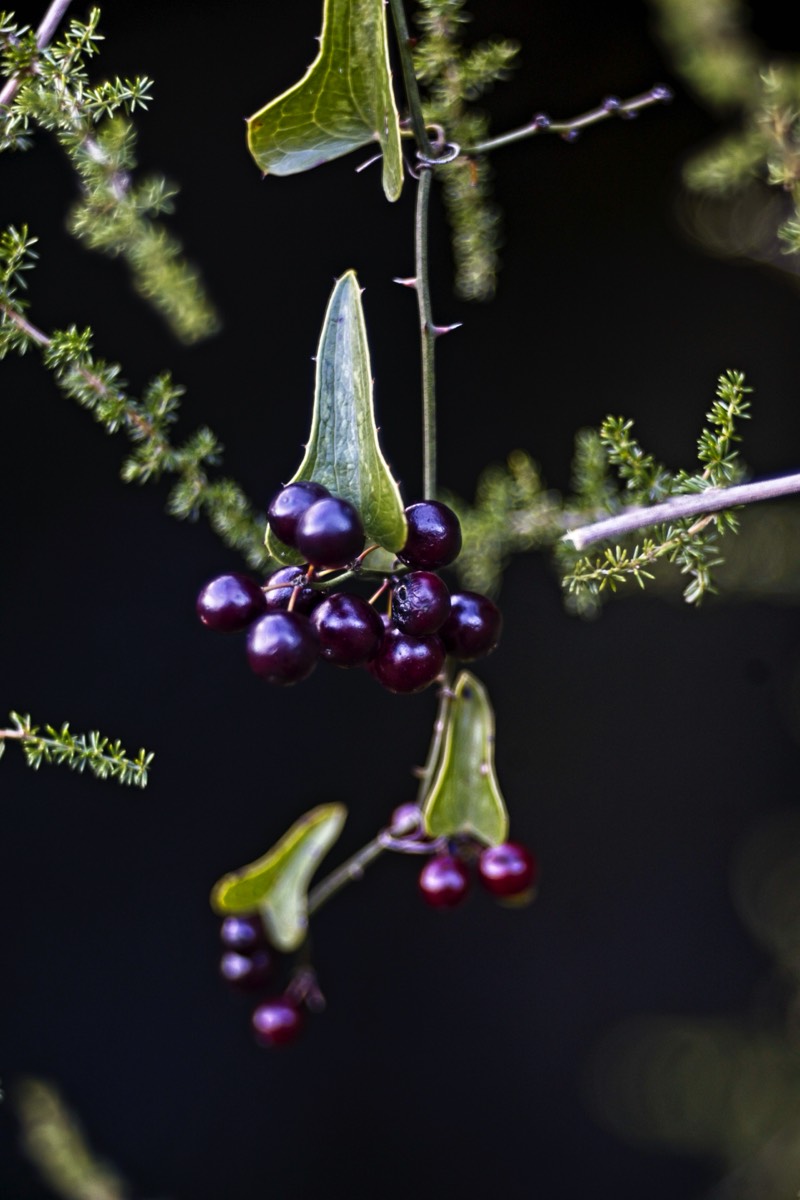 Series of images taken by Steve Cushing on Meyer-Optik Görlitz Diaplan 80mm f2.8 and mirrorless camera using old lens and homemade adapter. 