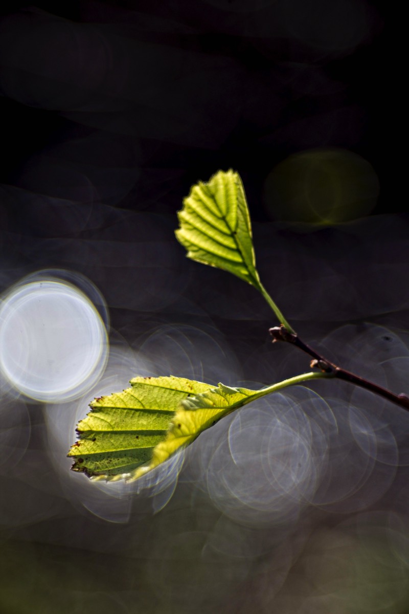 Series of images taken by Steve Cushing on Meyer-Optik Görlitz Diaplan 80mm f2.8 and mirrorless camera using old lens and homemade adapter. 